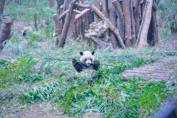 Pandas at Chengdu Wolong Panda Base