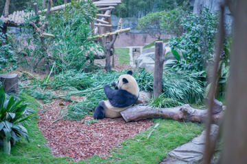 Pandas at Chengdu Wolong Panda Base © Jin
