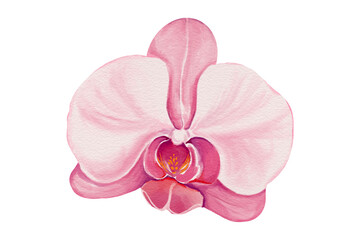 pink orchid hand drawn on transparent background summer cute tropical, blossom