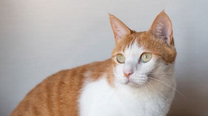 見つめる猫　茶トラ白