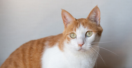 見つめる猫　茶トラ白