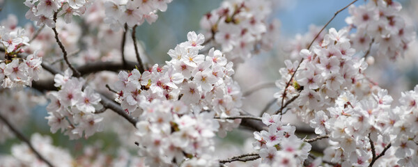 Obraz premium 満開の桜