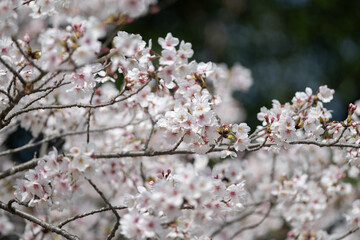 満開の桜