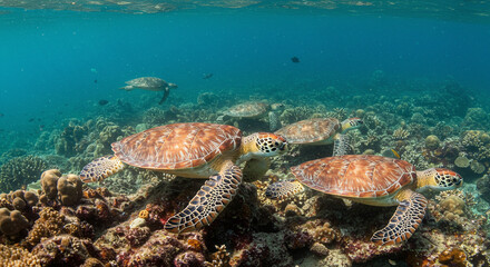 Fototapeta premium Sea Turtles Group Swimming Underwater over Coral Reef