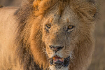  Close up portrait of a  large male lion