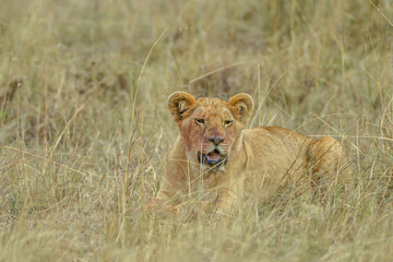 Lion cub with bloody maw