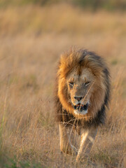 large Male lion Martin across the Masai mara

