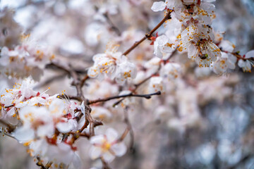 This close-up photograph showcases delicate cherry blossom flowers in full bloom. The soft background creates a dreamy, ethereal atmosphere while emphasizing the fragile petals and golden pollen 