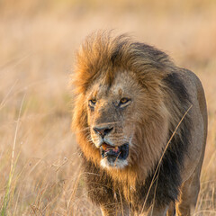 3/4 portrait of a Larg eMale lion - Masai Mara
