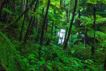 Obraz premium Beautiful tropical rainforest in ThaiLand.