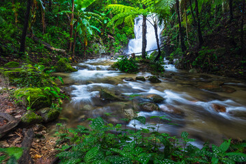 Beautiful tropical rainforest in ThaiLand.