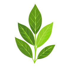 Simple flat 2D icon bay leaf isolated on transparent background, vector, flat design, animation design, vector, flat design, animation design, simple flat 2D icon, minimalist design, clipart