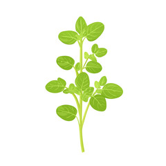 A Very Simple flat 2D icon of a marjoram branch isolated on a white background, vector, flat design, animation design, simple flat 2D icon, minimalist design, clipart design, EPS, vector