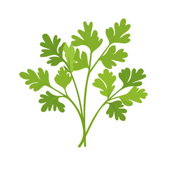 A Very Simple flat 2D icon of parsley isolated on a white background, vector, flat design, animation design, simple flat 2D icon, minimalist design, clipart design, EPS