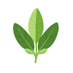A Very Simple flat 2D icon sage branches isolated on a white background, vector, flat design, animation design, simple flat 2D icon, minimalist design, clipart design, EPS