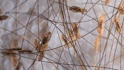 Close-Up Clip of Lice in Hair Strands