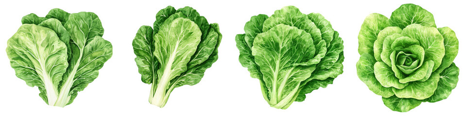 Fresh green lettuce leaves in watercolor