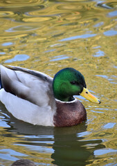 Beautiful Drake Duck Swimming in a Murky Pond