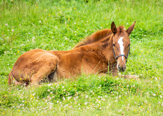 Fototapeta premium Baby horse resting on lush green grass in a sunny meadow during late spring afternoon