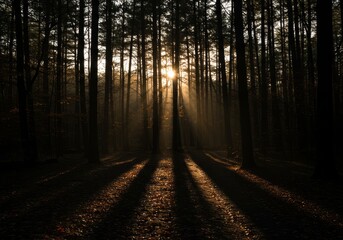 Obraz premium Sunlit forest with beams of light through trees and mist.