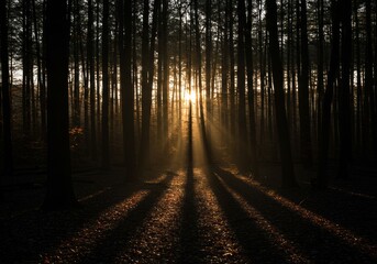 Fototapeta premium Sunlit forest with beams of light through trees and mist.