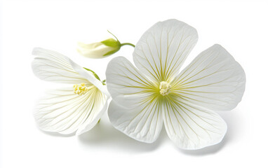 Minimalist White Blossom with Smooth Petals Isolated on white background.