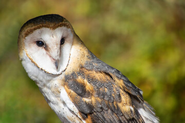 Captivating close-up of a barn owl in a natural setting during daylight hours