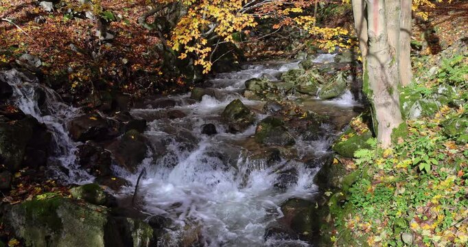 Babbling brook cascading through autumn foliage, creating serene woodland ambiance. A picturesque view of nature's tranquility.