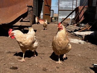 Two chickens walking on a sunlit dirt yard near weathered metal structures, captured in a rural farm setting ideal for countryside life visuals and sustainability themes