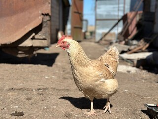 Portrait of a hen in side light on a rustic farm with industrial textures and distant background chickens, great for educational, commercial, and organic food visuals