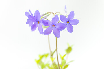 Phlox Stolonifera (Kriechender Phlox) auf weißem Hintergrund