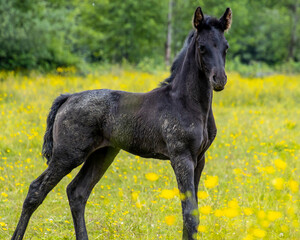 Black foal walking gracefully in a vibrant yellow flower field during a sunny day in early spring