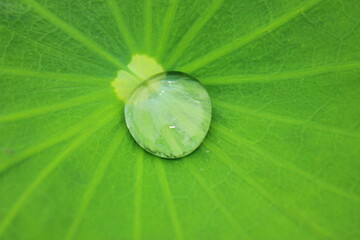 green leaf with water drops