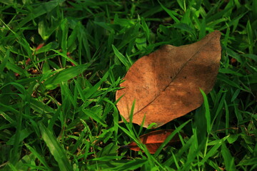 autumn leaf on the grass