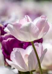 Fototapeta premium Beautiful blooming tulips in a garden showcasing vibrant colors under bright sunlight during springtime