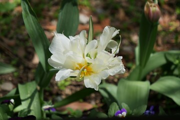 花が開いたチューリップ