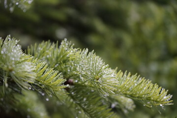 The pine needles are covered in dew.