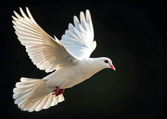 Obraz premium white dove isolated on black, Dove in Flight Isolated on Black Background