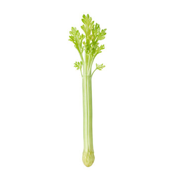 Isolated single celery stick on a white background