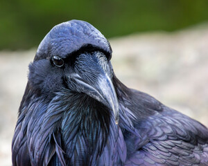 Majestic raven perched on a rocky surface, highlighting intricate feather details in natural surroundings