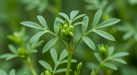Obraz premium Detailed Botanical Close Up of Green Cress Lepidium Sativum Depicting Leaf Structure and Seed Pods with Fresh New Growth in Natural Light Perfect for Earth Day