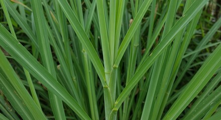 Detailed Botanical Close Up of Lemongrass Cymbopogon Citratus Highlighting Leaf Structure and Stem Arrangement in Sharp Focus Revealing Natural Textures and Vibrant Green Tones