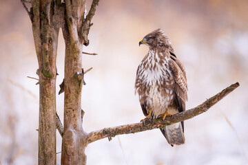 Common Buzzard Perched on Tree Branch, Winter Wildlife Scene, Bird of Prey, Majestic Raptor in Natural Habitat, Nature Photography