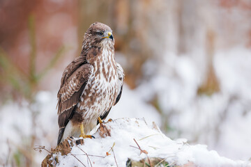 Common Buzzard Perched on Tree Branch, Winter Wildlife Scene, Bird of Prey, Majestic Raptor in Natural Habitat, Nature Photography