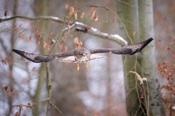 Common Buzzard Flying Low Through Winter Forest with Wings Spread