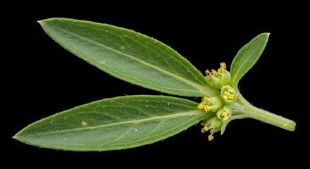Detailed Botanical Close Up of Tarragon Artemisia Dracunculus Depicting Leaf Shape and Flowering Stems Against Black Background Macro Photography