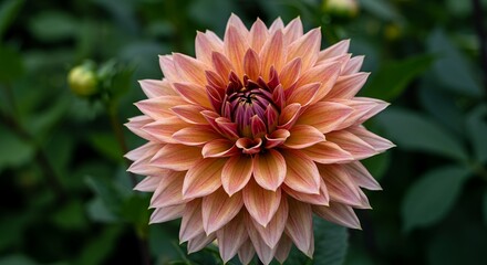 Detailed Botanical Dahlia Pinnata with Complex Petal Arrangements and Warm Colors Set Against a Lush Green Background Perfect for Botanical Studies and Home Decoration