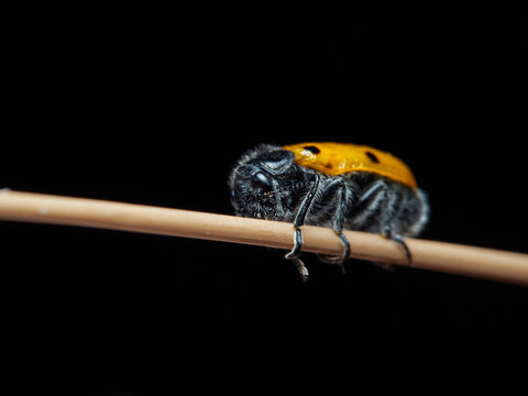 Clytra quadripunctata
