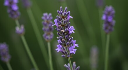 Obraz premium Detailed Botanical Real Shot of Lavender Lavandula Angustifolia Showing Purple Flower Clusters Against Blurred Greenery in Daylight