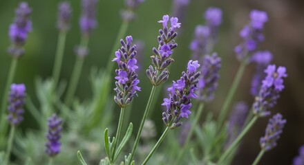 Fototapeta premium Detailed Botanical Real Shot of Lavender Lavandula Angustifolia Showing Flower Clusters and Leaves in a Natural Outdoor Setting with a Soft Focus Background